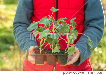 Cabbage seedlings in the hands of a person. Young cabbage. Summer in the garden Cabbage seedlings in the hands of a person. Young cabbage. Summer in the garden 110985583