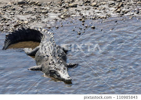 Crocodiles that live in the rivers of Costa Rica Crocodiles that live in the rivers of Costa Rica 110985843