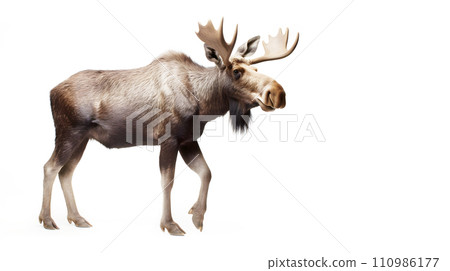 白色背景上的麋鹿 110986177