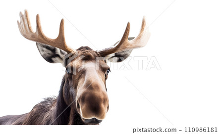 Elk on white background Elk on white background 110986181