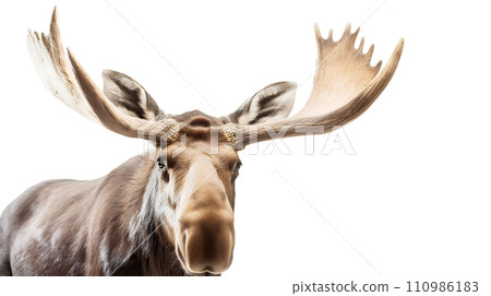 Elk on white background Elk on white background 110986183