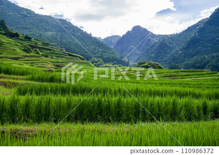 【夏季丸山千枚田/日本梯田百選】三重縣熊野市 110986372
