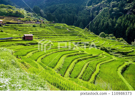 [Summer Maruyama Senmaida/Japan's Top 100 Rice Terraces] Kumano City, Mie Prefecture 110986373