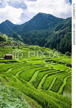 [Summer Maruyama Senmaida/Japan's Top 100 Rice Terraces] Kumano City, Mie Prefecture 110986374