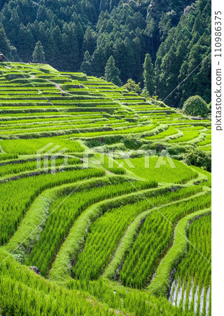 【夏季丸山千枚田/日本梯田百選】三重縣熊野市 110986375