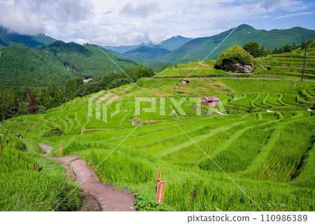 [Summer Maruyama Senmaida/Japan's Top 100 Rice Terraces] Kumano City, Mie Prefecture 110986389