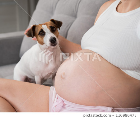 Pregnant woman is sitting on the sofa with her dog Jack Russell Terrier.  110986475