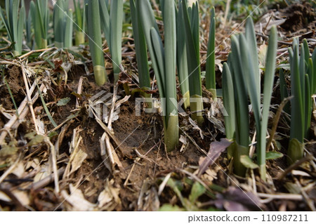 Narcissus that sprouted after the thaw Narcissus that sprouted after the thaw 110987211