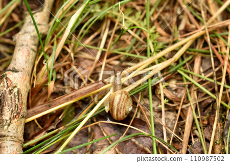 Big snail in shell crawling on road, summer day in garden Big snail in shell crawling on road, summer day in garden 110987502