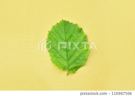 Hazel leaf isolated on white Hazel leaf isolated on white 110987506