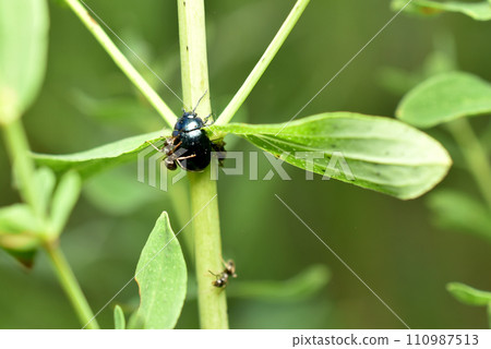 The blue-striped leaf beetle is attacked by ants. 110987513