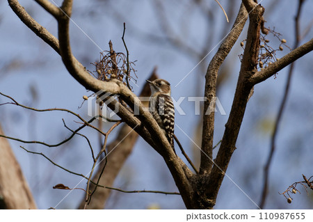 啄木鳥科的啄木鳥正在以山百合的果實為食。 啄木鳥科的啄木鳥正在以山百合的果實為食。 110987655