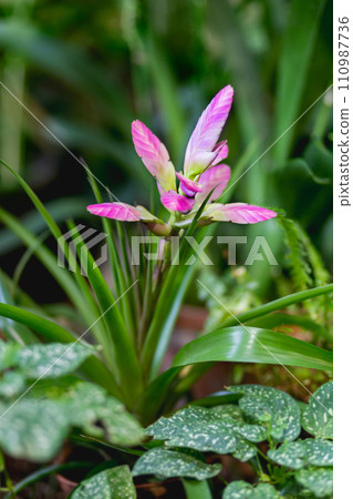 Evergreen, perennial flowering plant Tillandsia with pink petals and green leaves. Floriculture. Growing exotic plants in greenhouse or garden as hobby. 110987736