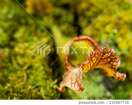 Sarracenia, commonly called trumpet pitcher. Colorful carnivorous pitcher plant. 110987738