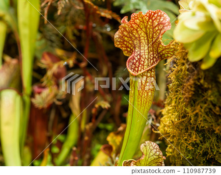 Sarracenia, commonly called trumpet pitcher. Colorful carnivorous pitcher plant. 110987739