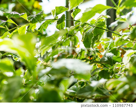 Foliage of Duranta erecta or golden dewdrop, pigeon berry, and skyflower. Sunlight on leaves of flowering shrub. Floriculture. Growing plants and trees in greenhouse. Foliage of Duranta erecta or golden dewdrop, pigeon berry, and skyflower. Sunlight on leaves of flowering shrub. Floriculture. Growing plants and trees in greenhouse. 110987743