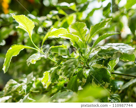 Foliage of Duranta erecta or golden dewdrop, pigeon berry, and skyflower. Sunlight on leaves of flowering shrub. Floriculture. Growing plants and trees in greenhouse. Foliage of Duranta erecta or golden dewdrop, pigeon berry, and skyflower. Sunlight on leaves of flowering shrub. Floriculture. Growing plants and trees in greenhouse. 110987744