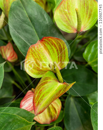 Anthurium andraeanum or flamingo flower, tail flower, painter's palette, oilcloth flower and laceleaf. Floriculture. Striped flowers among green leaves. 110987745