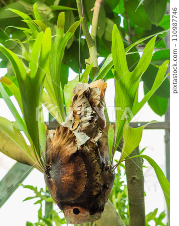 Close up view of Platycerium bifurcatum, the elkhorn fern or common staghorn fern. Floriculture. Growing exotic plants in greenhouse. Close up view of Platycerium bifurcatum, the elkhorn fern or common staghorn fern. Floriculture. Growing exotic plants in greenhouse. 110987746