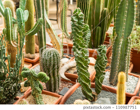 Collection of cacti, including Saguaro or Carnegiea gigantea, ceroid cactus or cereus, and others. Prickly plants in different peat flower pots. Growing plants in greenhouse as hobby. Floriculture. Collection of cacti, including Saguaro or Carnegiea gigantea, ceroid cactus or cereus, and others. Prickly plants in different peat flower pots. Growing plants in greenhouse as hobby. Floriculture. 110987751