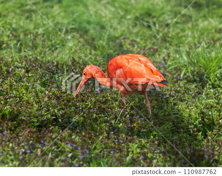 Scarlet ibis sometimes called red ibis or Eudocimus ruber is searching for food in green grass. 110987762