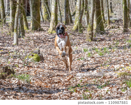 8 months young purebred golden german boxer dog puppy running and junping in the forest 110987881