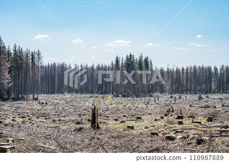 chopped Woodland dead forest pinetree plantation Germany replanted deciduous trees protected 110987889