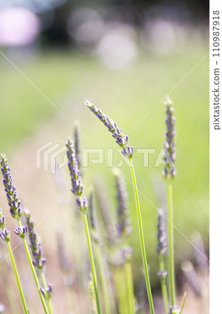 image of lavender image of lavender 110987918