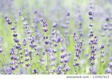 Lavender blooming in early summer Lavender blooming in early summer 110987923