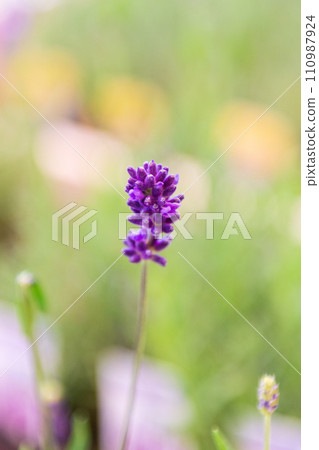 Up of lavender Up of lavender 110987924