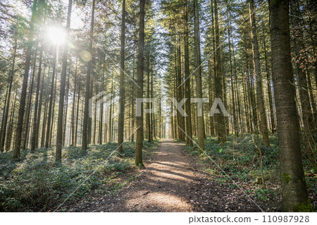 Green tree spooky mystical forest background, beautiful view fresh pines trees and floor in Germany Europe 110987928