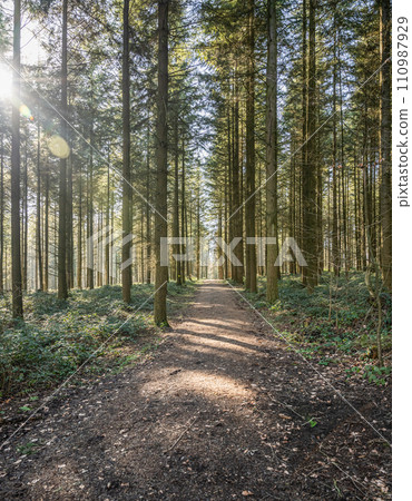 Green tree spooky mystical forest background, beautiful view fresh pines trees and floor in Germany Europe 110987929