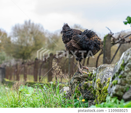 Chicken in the wild Chicken in the wild 110988025