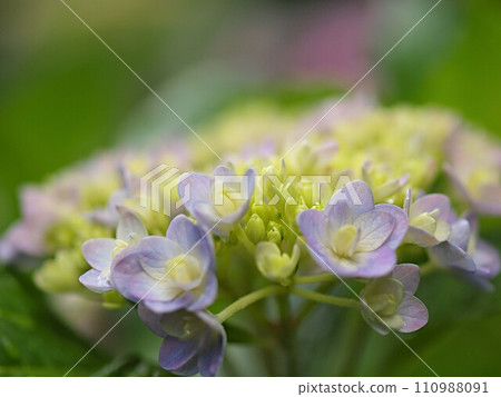 Hydrangea flowers that have just started blooming and copy space 110988091