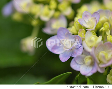 Hydrangea flowers that have just started blooming and copy space 110988094