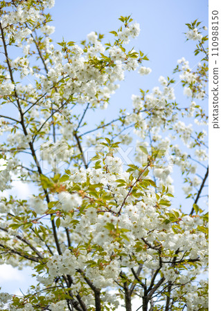 Close-up white cherry blossom sakura in spring time. Nature background. High quality photo. Sakura flower in full bloom in spring. Womans, mother day postcard 110988150