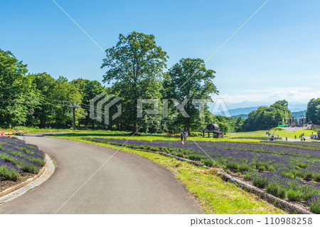 Tanbara Lavender Park 110988258