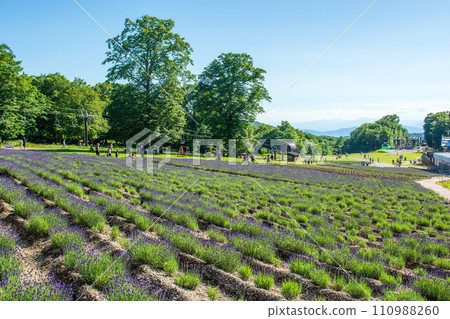Tanbara Lavender Park Tanbara Lavender Park 110988260