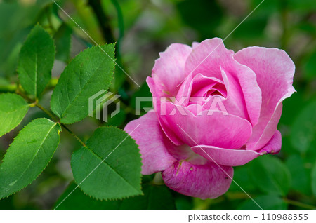 輕井澤塔里埃辛英國玫瑰園 輕井澤塔里埃辛英國玫瑰園 110988355