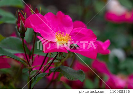 輕井澤塔里埃辛英國玫瑰園 輕井澤塔里埃辛英國玫瑰園 110988356