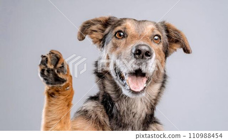 closeup image of happy dog with its paw up, 16:9 widescreen wallpaper 110988454