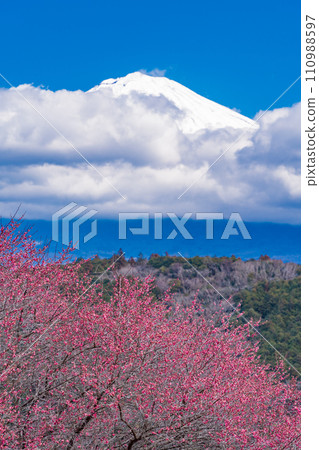（靜岡縣）透過盛開的紅梅，從雲層中窺見富士山 110988597