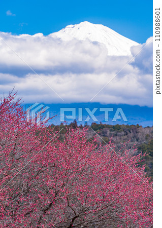 (Shizuoka Prefecture) Mt. Fuji peeking out from behind the clouds through the red plum blossoms in full bloom 110988601