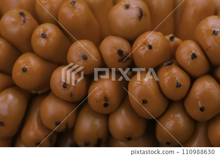 fruits fof conjuc  in Thailand 110988630