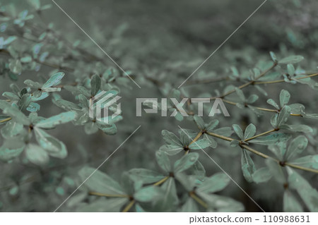 green leaves with dew drops  fresh nature background 110988631