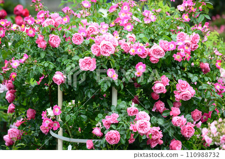 Seeing roses at Tomo Shrine #75 110988732