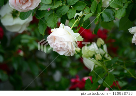 Seeing roses at Tomo Shrine #76 Seeing roses at Tomo Shrine #76 110988733