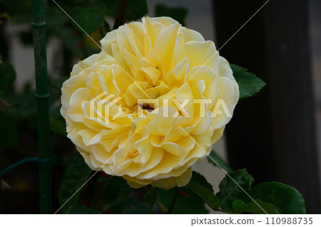 Seeing roses at Tomo Shrine #78 Seeing roses at Tomo Shrine #78 110988735