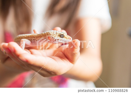 Leopard gecko Leopard gecko 110988826