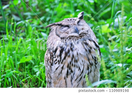 北海道旭川市旭山動物園的長耳鴞 北海道旭川市旭山動物園的長耳鴞 110989198